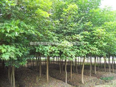 重陽木 價(jià)格、產(chǎn)地、圖片及綠化應(yīng)用詳解