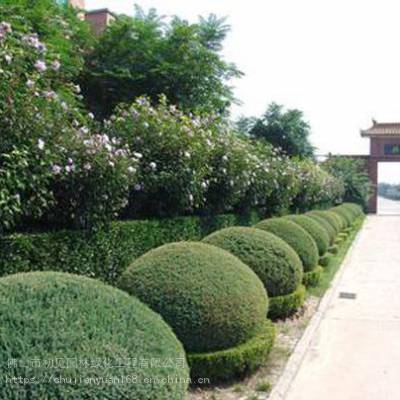 佛山地區(qū)專業(yè)綠化服務 草坪鋪裝、園林養(yǎng)護與綠化工程