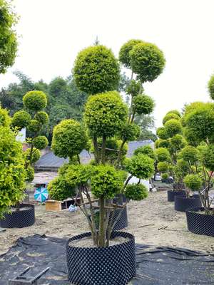 亮晶女貞在綠化工程中的應用與優(yōu)勢