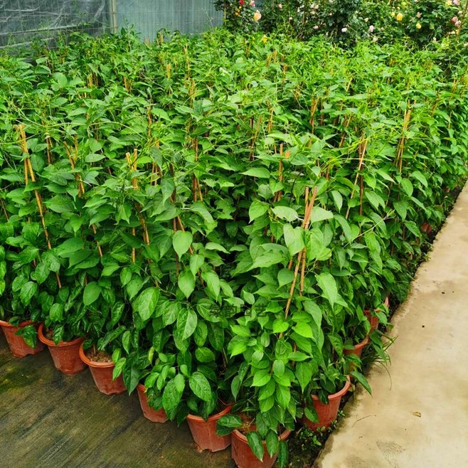 炮仗花 陽(yáng)臺(tái)攀爬藤本植物的園藝綠化新寵