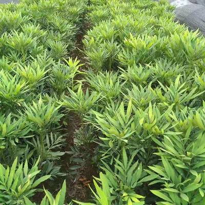 基地批發(fā)毛鵑 優(yōu)質(zhì)灌木綠化苗木，滿足景觀工程需求