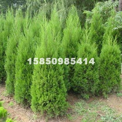 江蘇夢福園林綠化工程 專業(yè)供應各類綠化苗木、花卉盆景與果樹