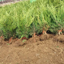 龍柏苗在景觀工程中的應(yīng)用與價(jià)值