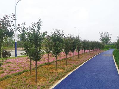 煙臺(tái)高新區(qū)成龍線綠化工程圓滿完工，打造城市生態(tài)景觀新名片