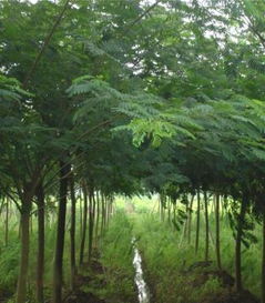 特價批發(fā)工程廣場綠化用品 蓄排水板的優(yōu)勢與應用