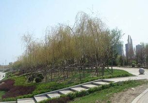 遼陽太子河風光帶綠化工程基本竣工