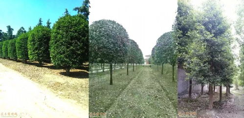 倒計時4天 十強花落誰家？綠化工程揭曉在即