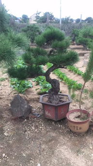 山東苗木業(yè)者徐曉華 夯實(shí)質(zhì)量根基，方能鑄就綠化工程未來