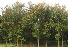 太平橋畔綠意濃 湖北枝江市綠化工程中的多樹種生態(tài)景觀構(gòu)建