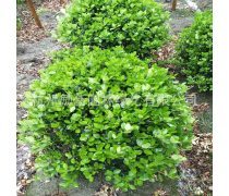 金色夢想，綠色家園——論金綠化工程的生態(tài)與社會(huì)價(jià)值