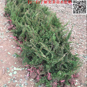 工程綠化優(yōu)選 地柏/爬地柏/鋪地柏直銷，批發(fā)價(jià)格從優(yōu)