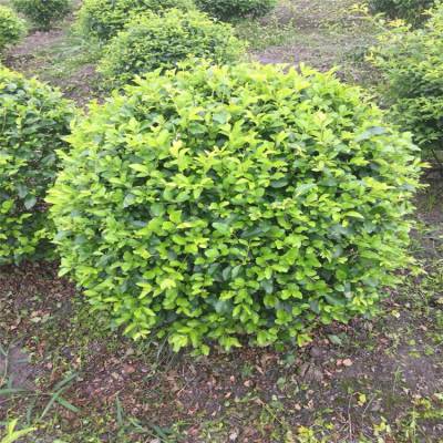 金禾女貞 庭院與綠化工程的優(yōu)選綠籬苗木